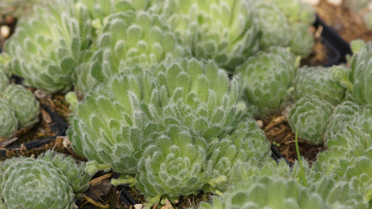 Sempervivum ciliosum var. borisii - Bewimperte Kugel-Hauswurz