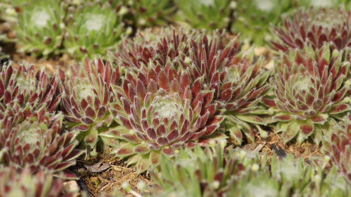 Sempervivum Arachnoideum-Hybride 'Sprite' - Spinnweben-Hauswurz