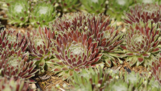 Sempervivum Arachnoideum-Hybride 'Sprite' - Spinnweben-Hauswurz