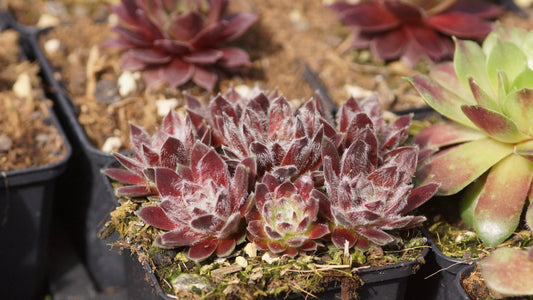 Sempervivum Arachnoideum-Hybride 'Apache' - Spinnweben-Hauswurz
