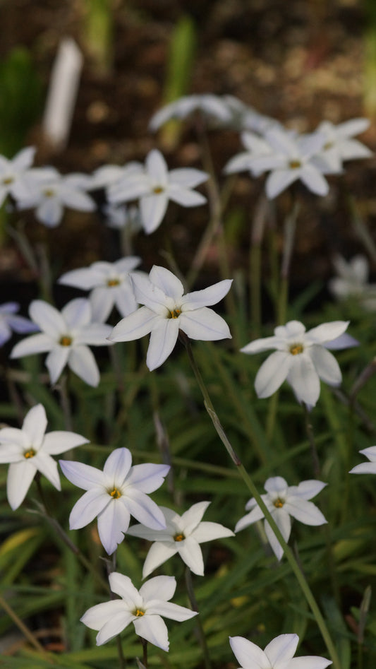 Ipheion uniflorum 'White Star' - Einblütiger Frühlingsstern