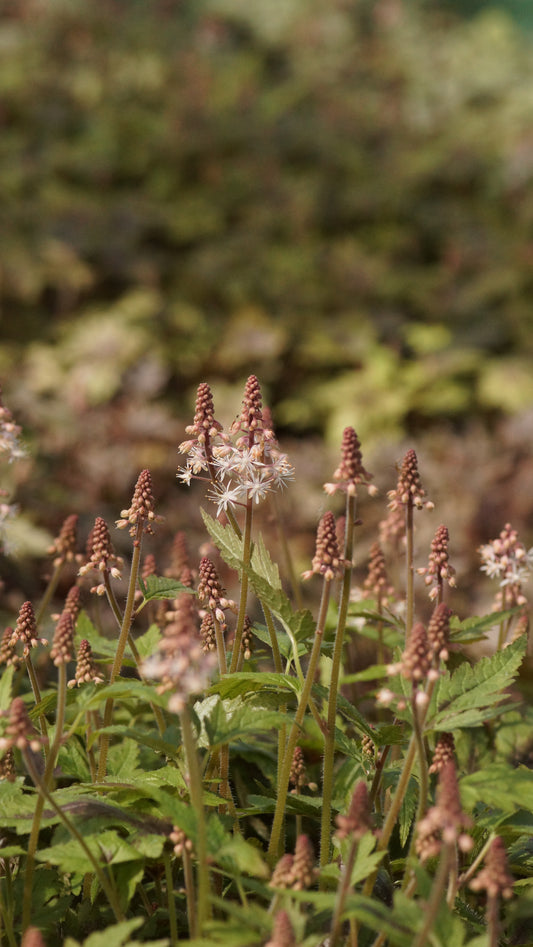 Tiarella laciniata 'Sugar & Spice' - Zipfelblättrige Schaumblüte