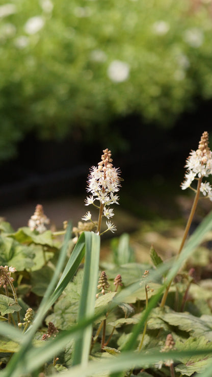 Tiarella wherryi - Schaumblüte