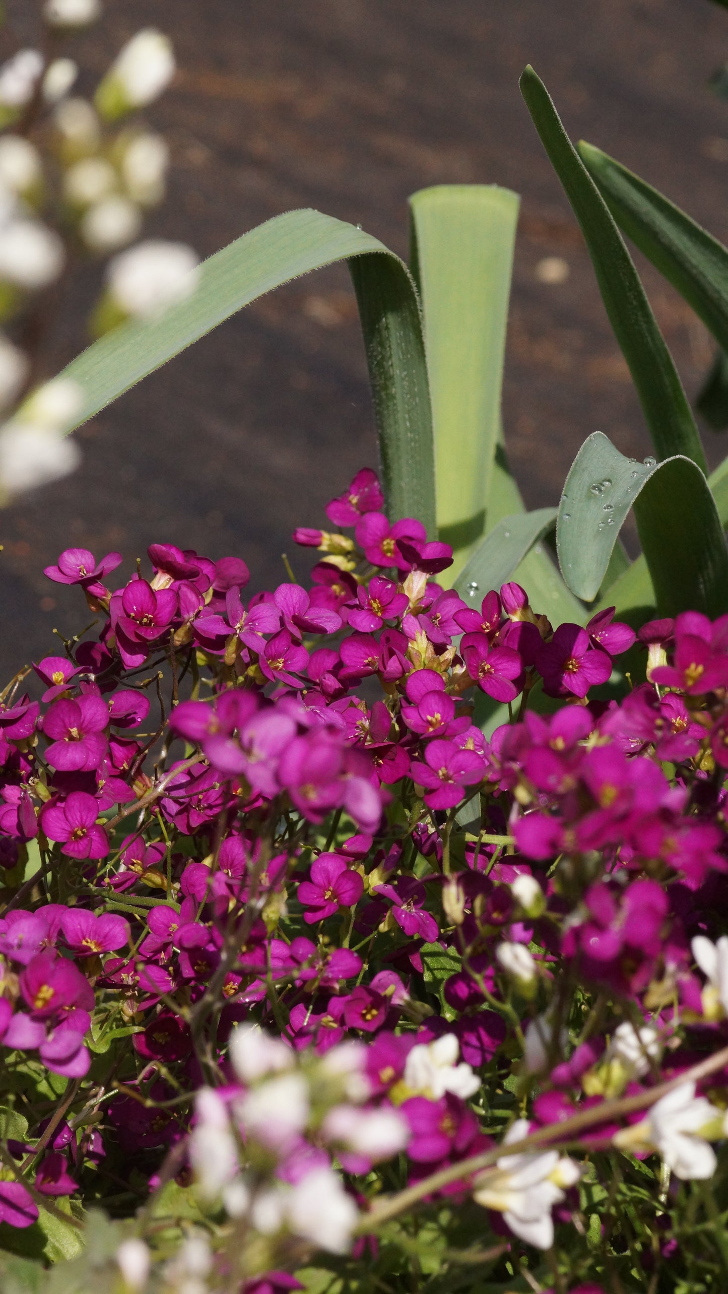 Arabis caucasica 'Little Treasure Deep Rose' - Gänsekresse
