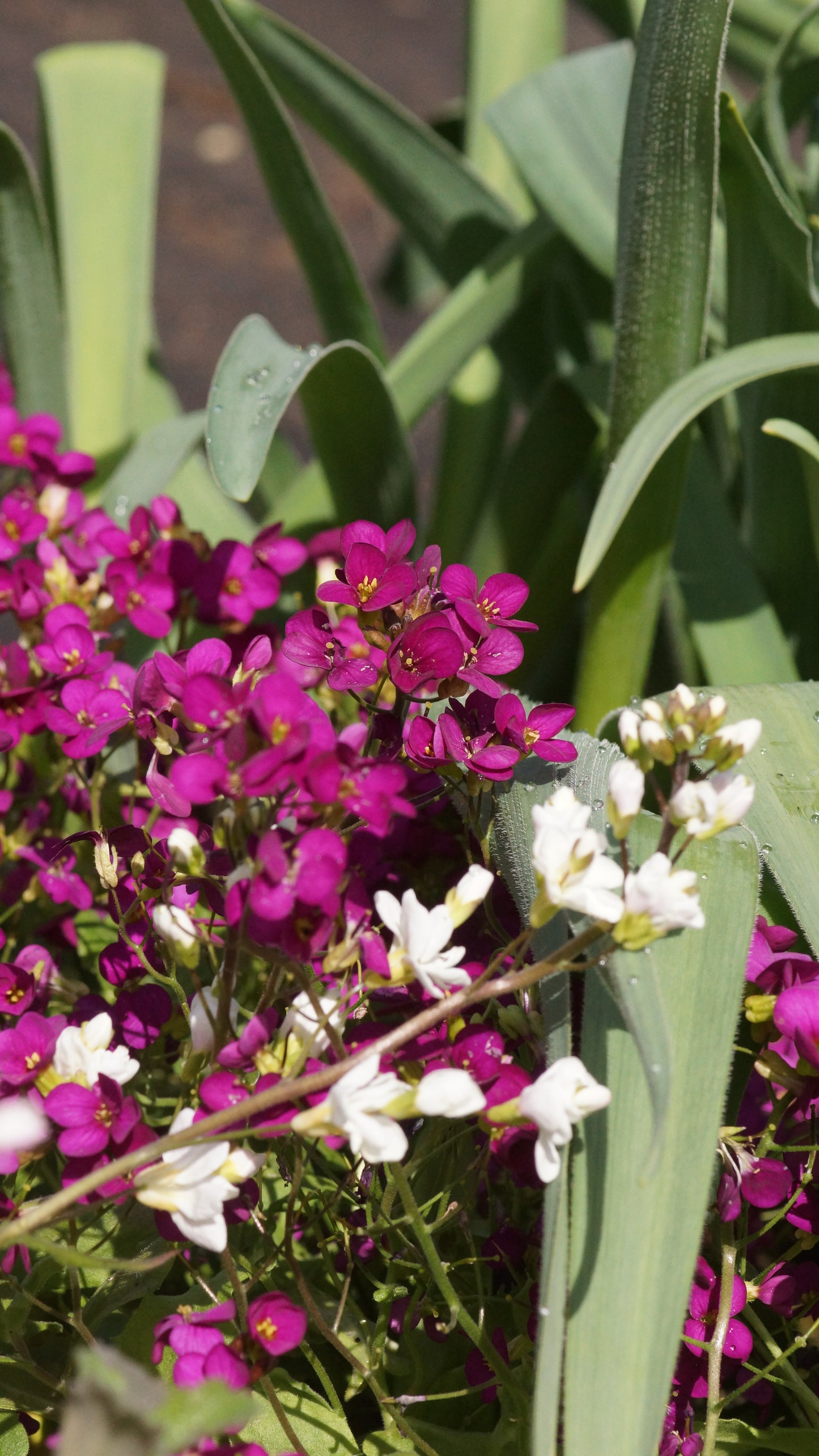 Arabis caucasica 'Little Treasure Deep Rose' - Gänsekresse