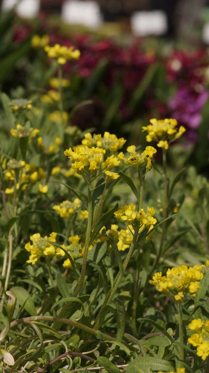 Alyssum montanum 'Mountain Gold' - Berg-Steinkraut
