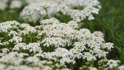 Iberis saxatilis var. corifolia 'Pygmaea' - Zwergige Felsen-Schleifenblume