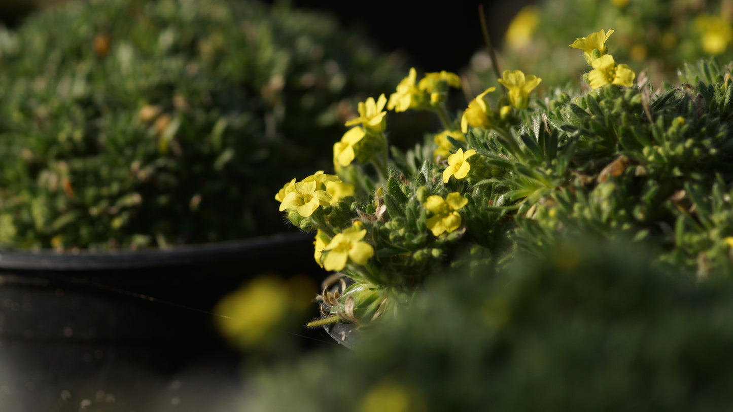 Draba cappadocica - Hungerblümchen
