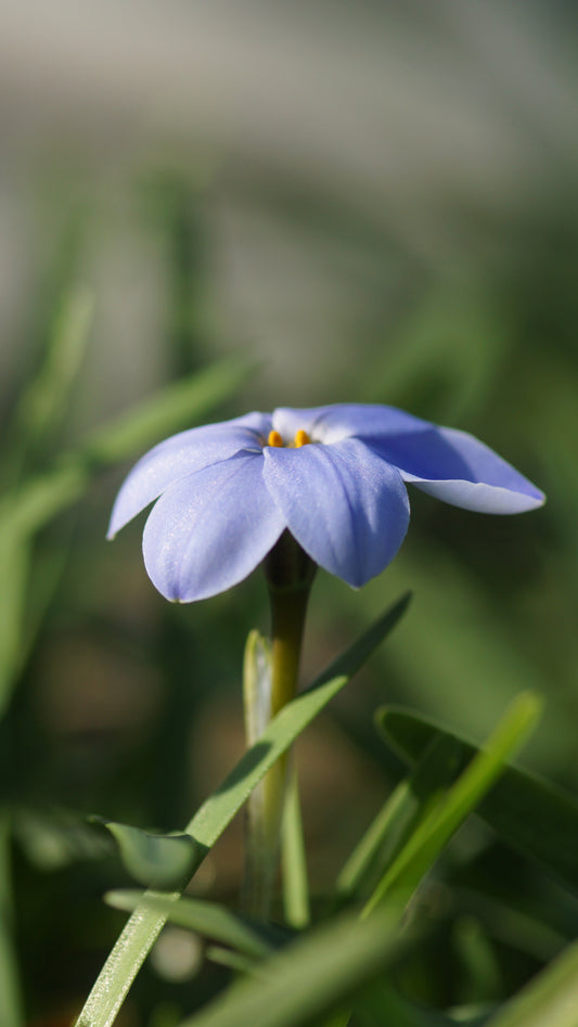 Ipheion uniflorum 'Rolf Fiedler' - Einblütiger Frühlingsstern