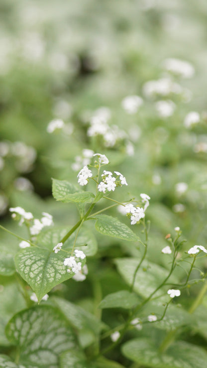 Brunnera macrophylla 'Mr. Morse®' - Kaukasusvergissmeinnicht