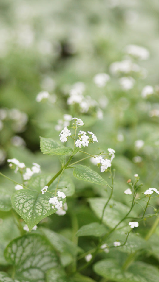 Brunnera macrophylla 'Mr. Morse®' - Kaukasusvergissmeinnicht