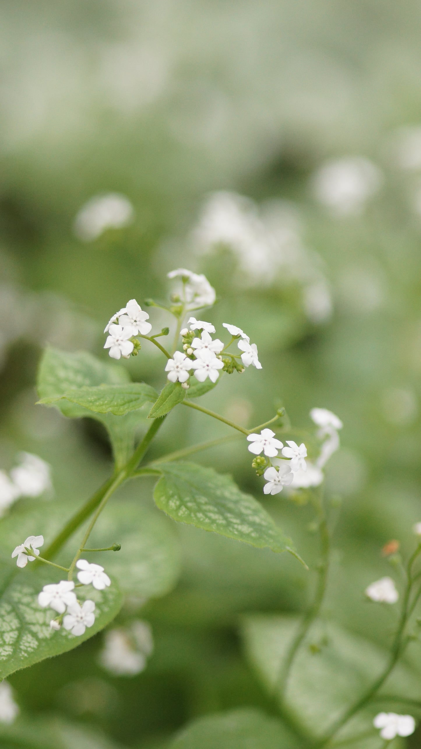 Brunnera macrophylla 'Mr. Morse®' - Kaukasusvergissmeinnicht