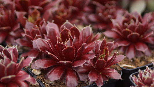 Sempervivum Arachnoideum-Hybride 'Silberspitz' - Spinnweben-Hauswurz