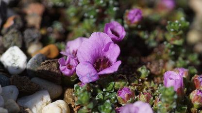 Saxifraga oppositifolia - Gegenblättriger Steinbrech
