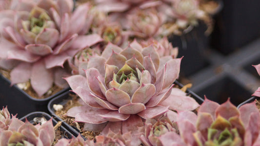 Sempervivum Hybride 'Athen' - Hauswurz