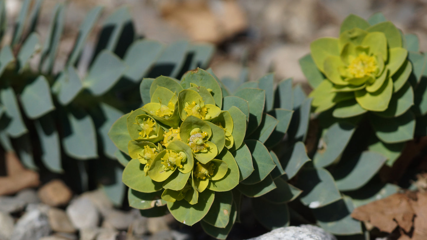 Euphorbia myrsinites - Walzen-Wolfsmilch