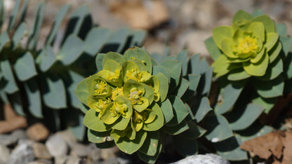 Euphorbia myrsinites - Walzen-Wolfsmilch
