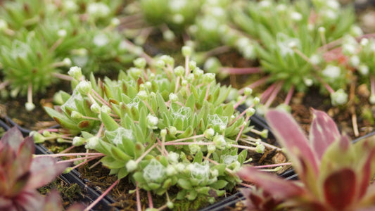 Sempervivum arachnoideum 'Zinalrothorn' - Spinnweben-Hauswurz