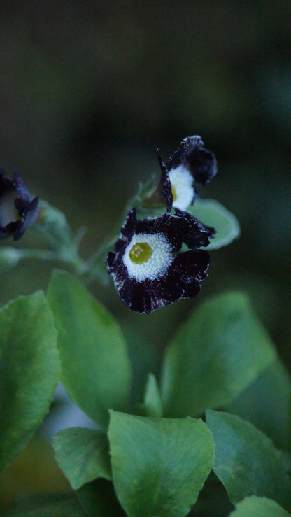 Primula x auricula 'Der Wolf und die sieben Geisslein' - Schau-Aurikel