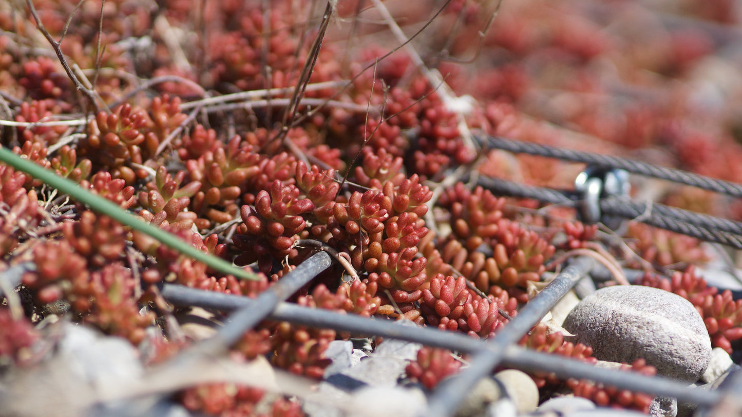 Sedum album 'Coral Carpet' - Rotmoos-Mauerpfeffer