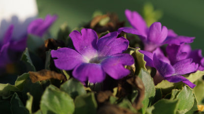 Primula x allionii ' Maria Talbot - Allioni - Primel