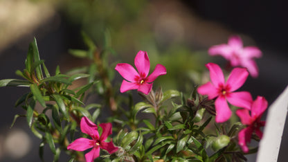Phlox subulata 'Atropurpurea' - Polster-Phlox