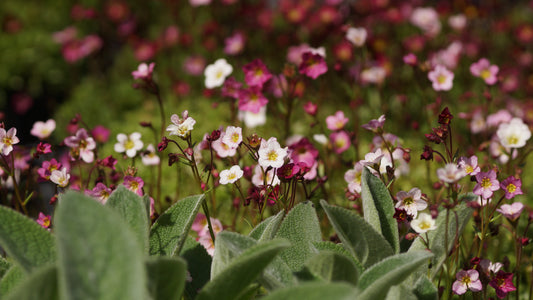 Saxifraga x arendsii 'Blütenteppich' - Moos-Steinbrech