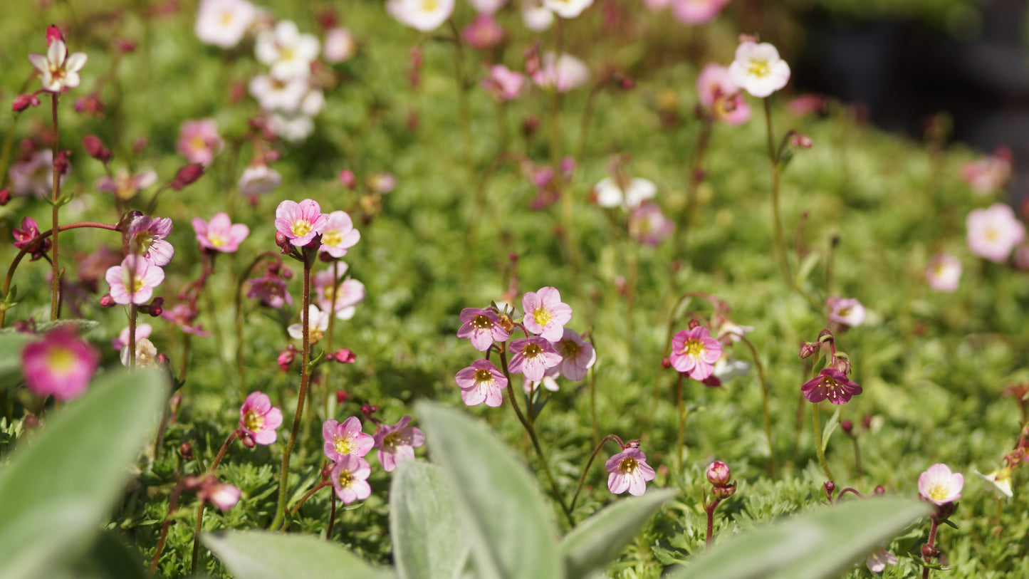 Saxifraga x arendsii 'Blütenteppich' - Moos-Steinbrech