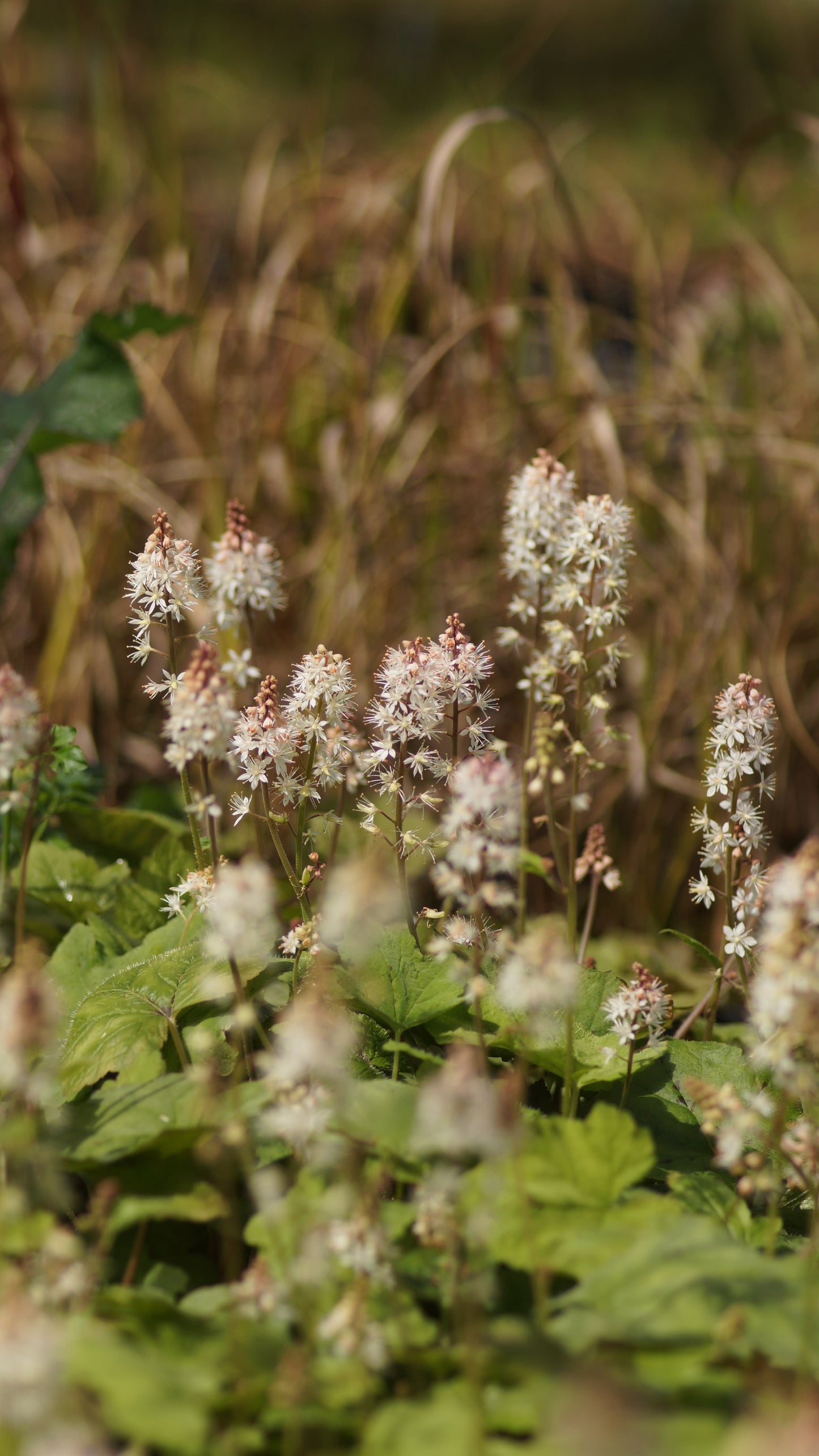Tiarella wherryi - Schaumblüte