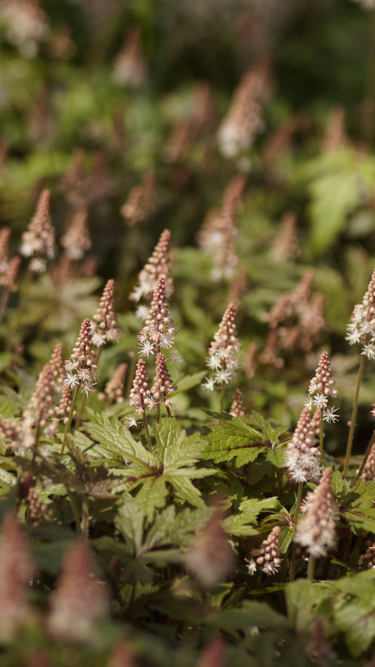 Tiarella laciniata 'Pink Skyrocket' - Zipfelblättrige Schaumblüte