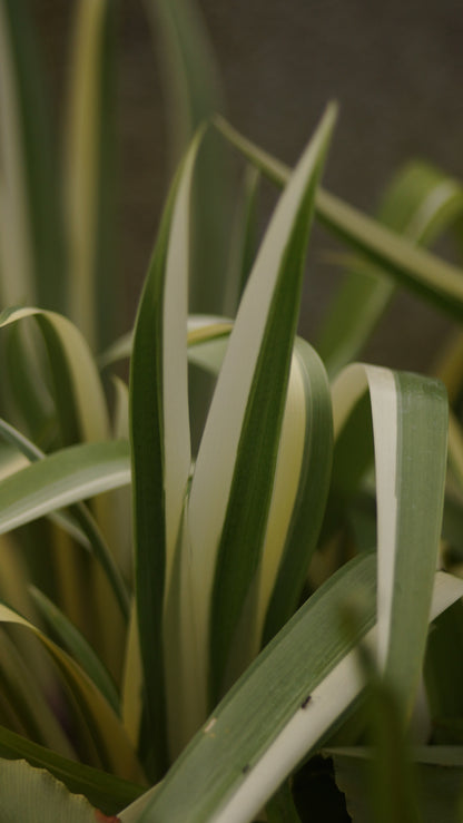 Iris japonica 'Variegata' - Japanische Schwertlilie