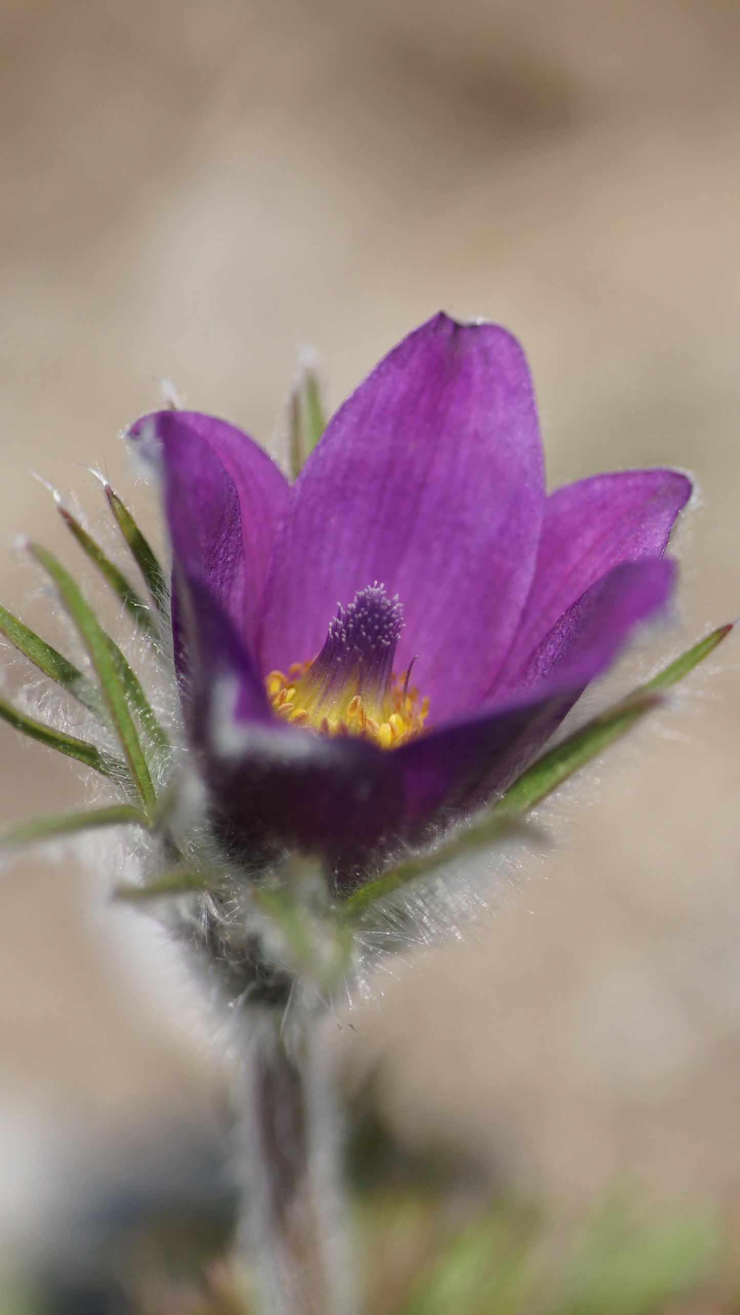 Pulsatilla vulgaris - Gewöhnliche Kuhschelle