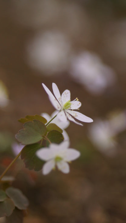 Anemonella thalictroides - Rautenanemone