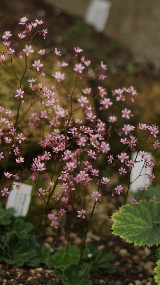 Saxifraga umbrosa 'Clarence Elliot' - Porzellanblümchen