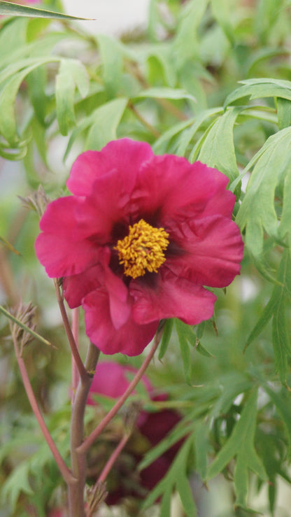 Paeonia Lutea-Hybride 'Chinese Dragon' - Stauch-Pfingstrose