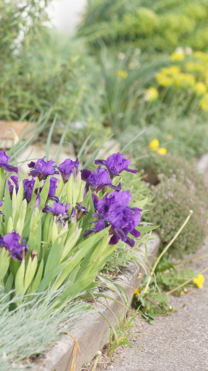 Iris barbata-nana 'Little Shadow' - Kleine Bart-Iris