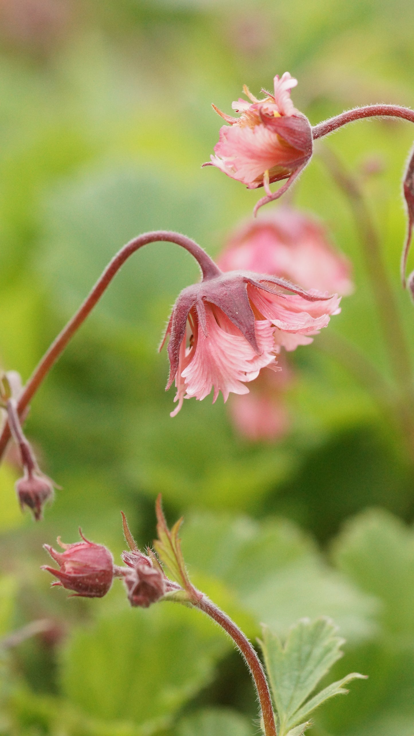 Geum Hybride 'Bell Bank' - Nelkenwurz