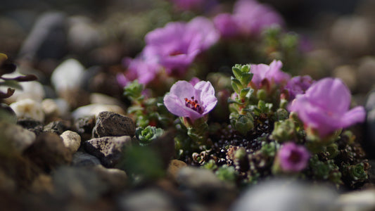 Saxifraga oppositifolia - Gegenblättriger Steinbrech