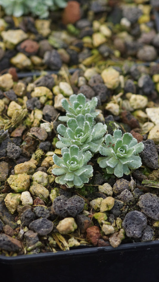 Saxifraga paniculata 'Morteratsch' - Rispen-Steinbrech