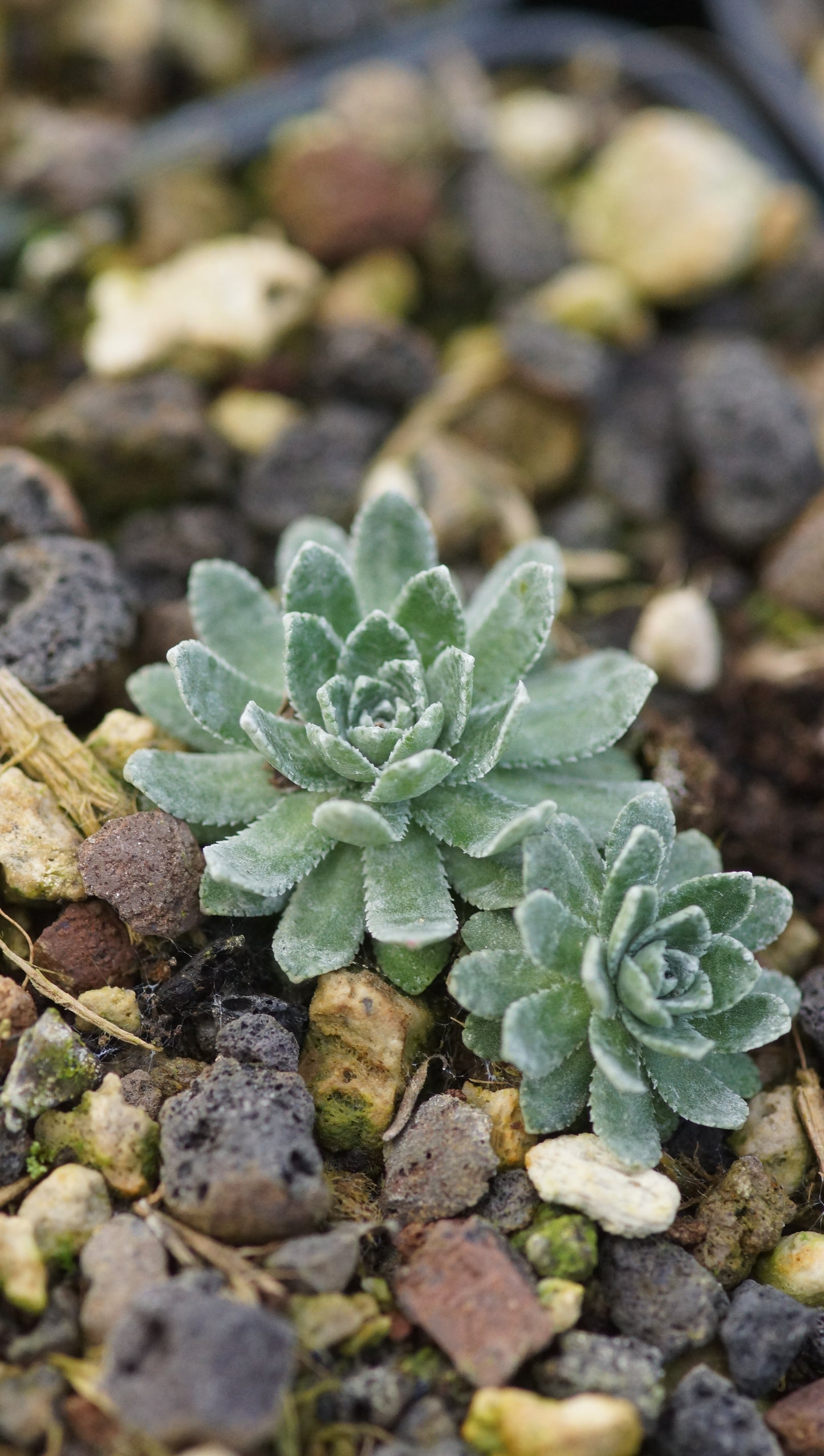 Saxifraga paniculata 'Fuorcla Surlej' - Rispen-Steinbrech