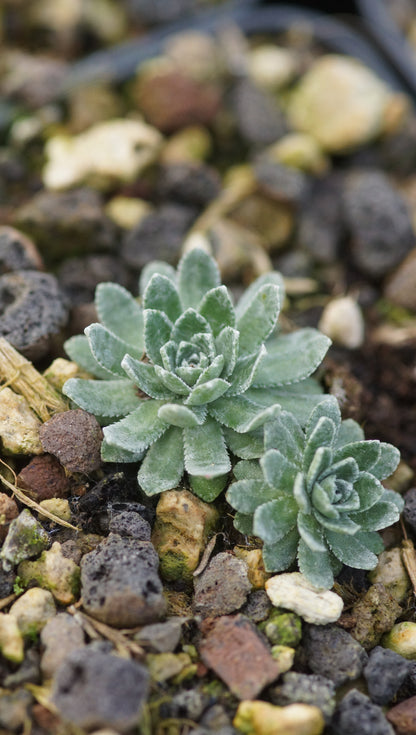 Saxifraga paniculata 'Fuorcla Surlej' - Rispen-Steinbrech