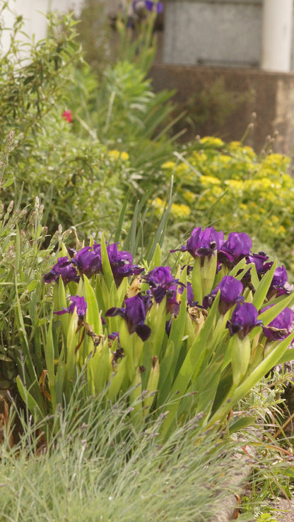 Iris barbata-nana 'Little Shadow' - Kleine Bart-Iris