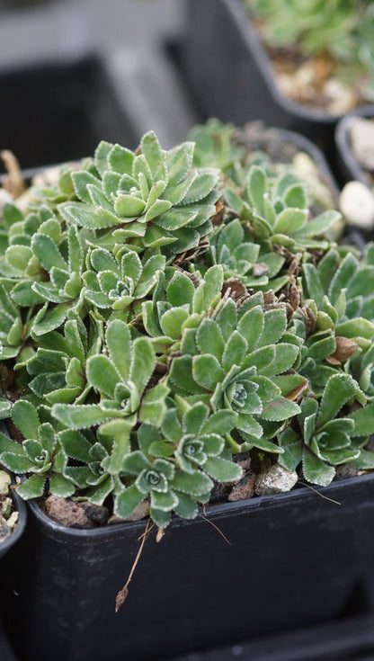 Saxifraga paniculata 'Rosea' - Rosa Rispen-Steinbrech