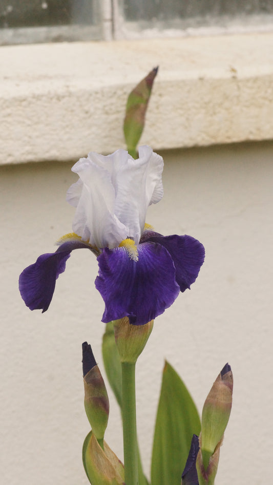 Iris barbata-elatior 'Night Edition' - Hohe Bart-Iris