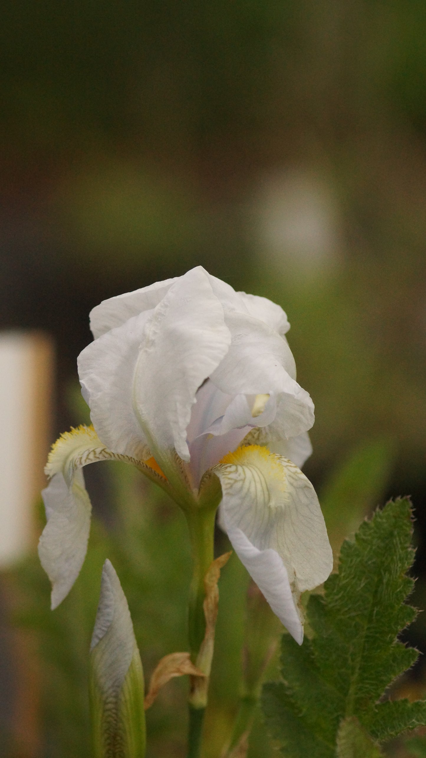 Iris germanica 'Florentina' - Veilchenwurz-Schwertlilie