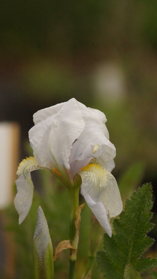Iris germanica 'Florentina' - Veilchenwurz-Schwertlilie