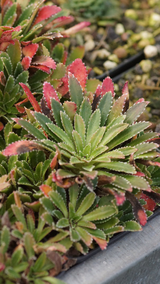 Saxifraga x andrewsii - Andrews Steinbrech