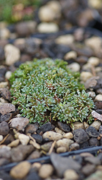 Saxifraga x poluniniana 'Winifred' - Frühlings Steinbrech