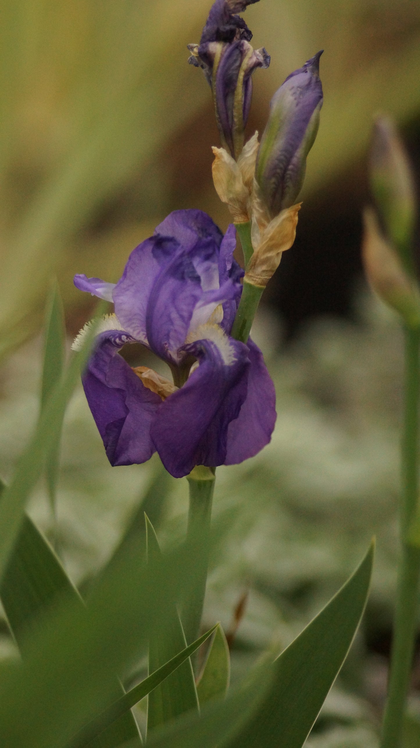 Iris illyrica - Illyrische Schwertlilie