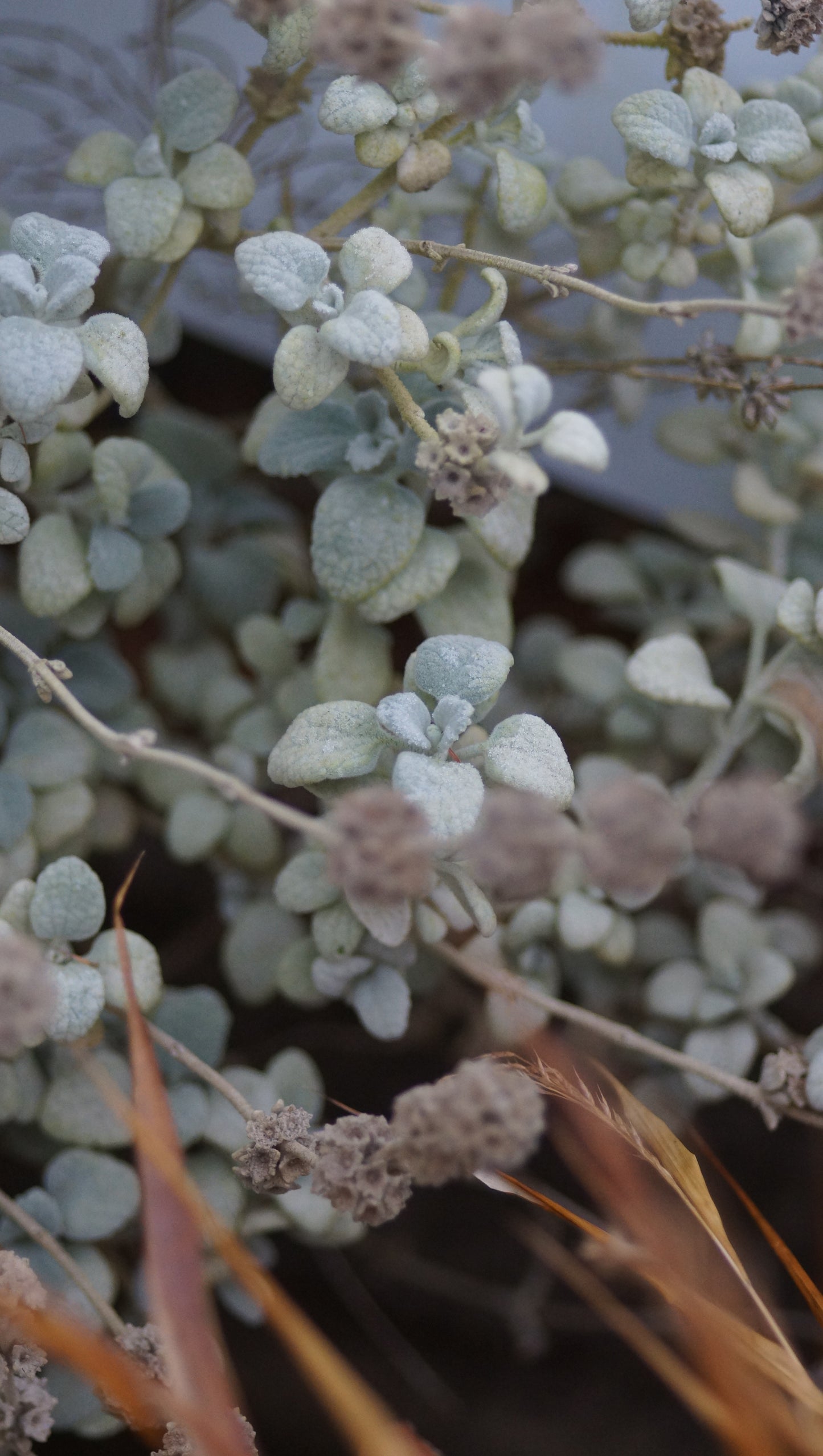 Ballota pseudodictamnus - Kreta-Schwarznessel